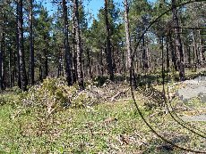 Сосна пицундская 003